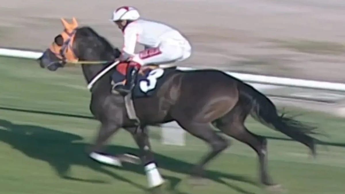 İngiliz yarış atı Smart Latch